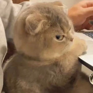 Meet your Posher, Pao